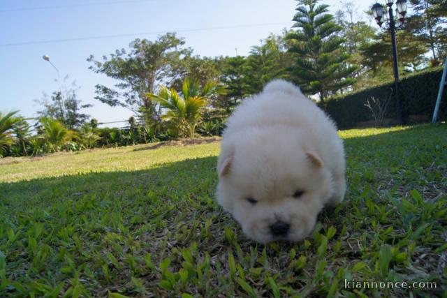 Adorables chiots de race chow-chow disponibles de suite