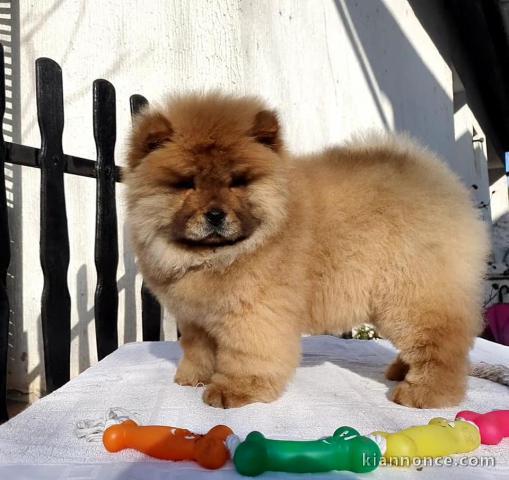 Adorables chiots de race chow-chow disponibles de suite