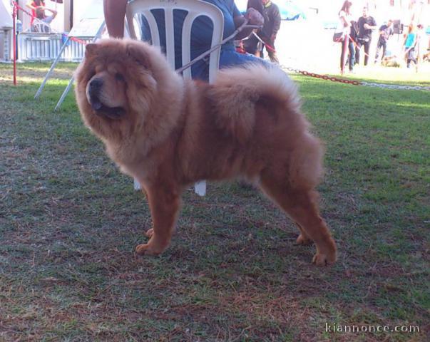 ADOPTION MAGNIFIQUE CHIOTS TYPE CHOW CHOW