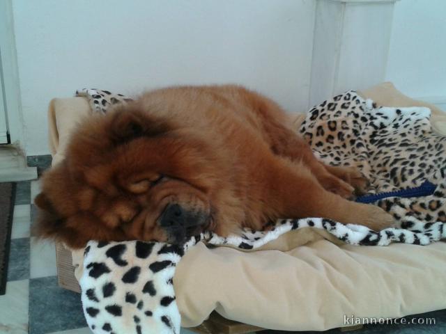 Adorables chiots de race chow-chow disponibles de suite