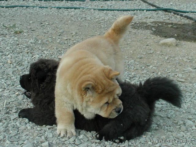 Adorables chiots de race chow-chow disponibles de suite