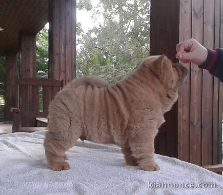 Adorables chiots de race chow-chow disponibles de suite