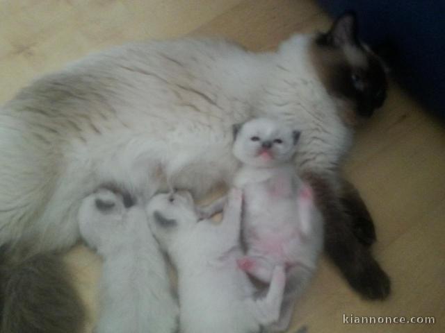 Des adorables chats RAGDOLL pour votre famille