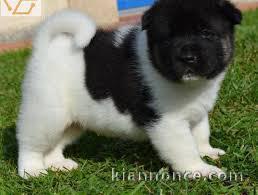 adorables chiots akita inu a donner