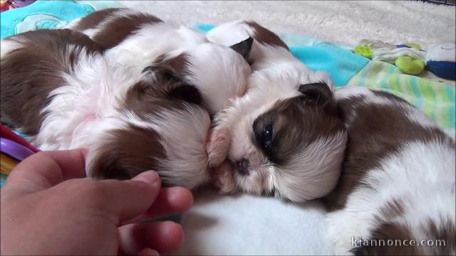 chiots shih tzu a donner