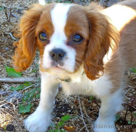 chiot cavalier king a donner