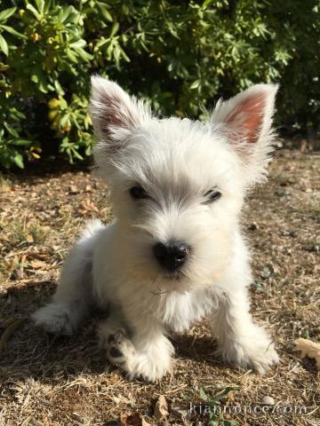 adorables chiots westie a donner