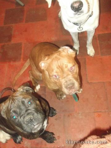 adorables chiots boxer a donner