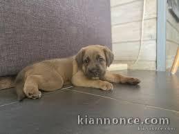 bebe cane corso a donner