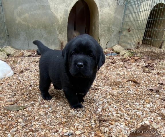 magnifique labrador a donner