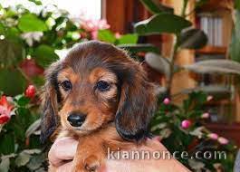 adorables chiots teckel a donner