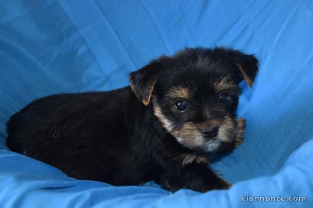 Magnifique et adorable chiot yorkshire