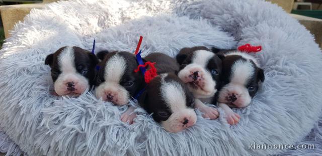 offre magnifiques chiots Boston terrier dispo