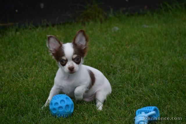 Chiot chihuahua inscrits au lof