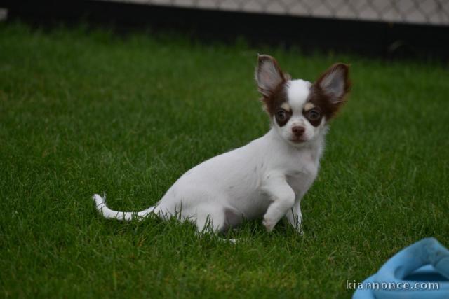 Chiot chihuahua inscrits au lof 