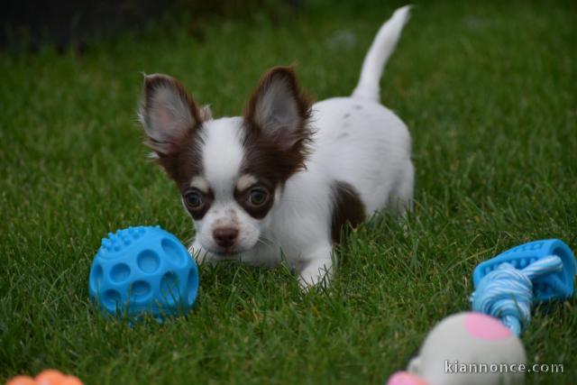 Chiot chihuahua inscrits au lof