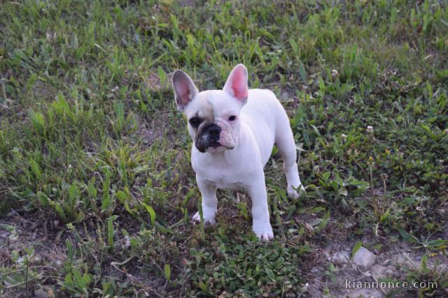 Donne chiot bouledogue français