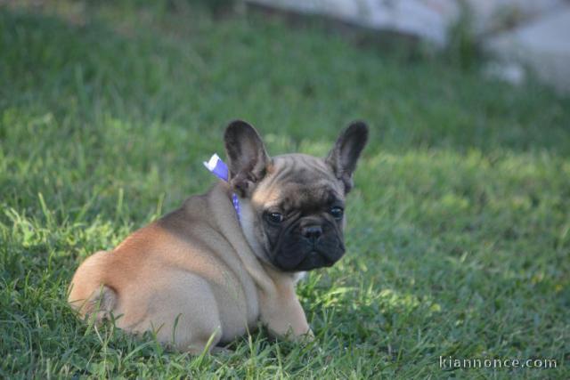 Donne chiot bouledogue français