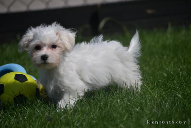 chiot bichon maltais femelle a donner