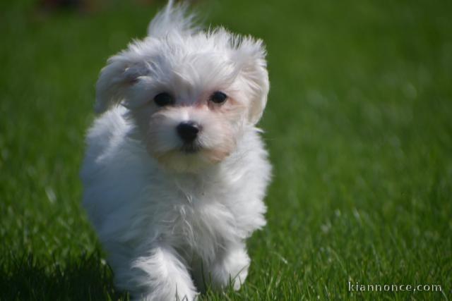 chiot bichon maltais femelle à donner