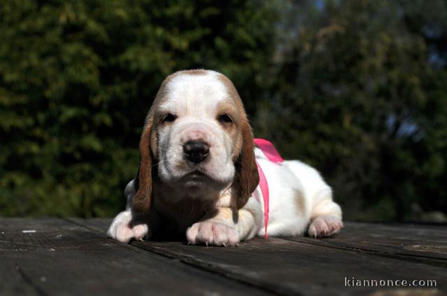 Magnifique et adorable chiot basset hound