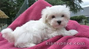 Magnifique et adorable chiot bichon maltais