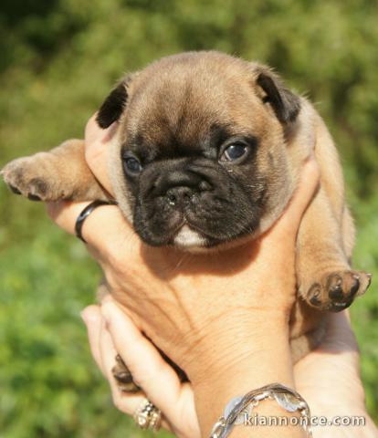 Magnifique et adorable chiot bouledogue francais 