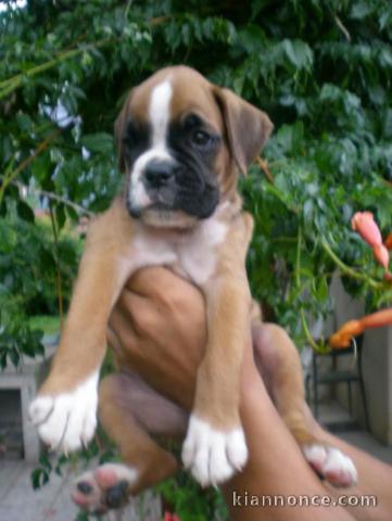 Magnifique et adorable chiot boxer