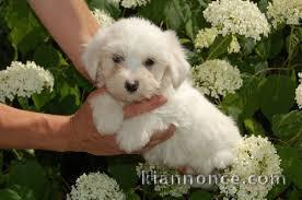 Magnifique et adorable chiot coton de tulear