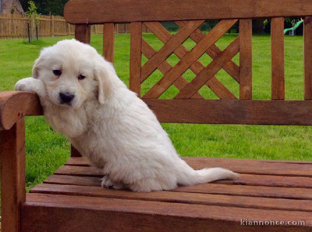 Magnifique et adorable chiot golden retriever