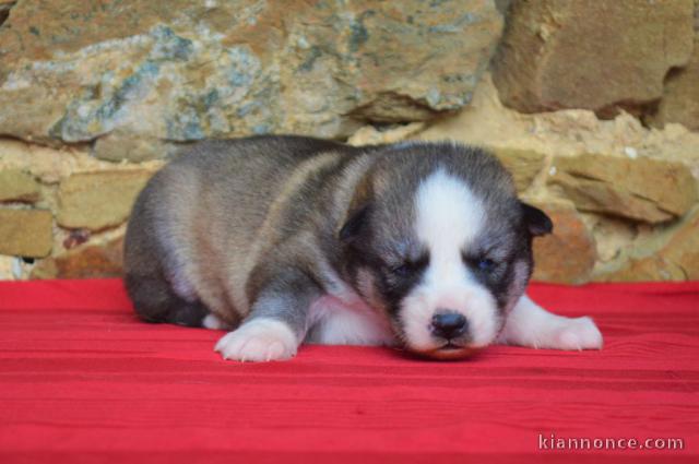 Magnifique et adorable chiot husky siberien