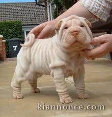 Magnifique et adorable chiot shar-pei