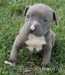 adorable chiot american stafforshire bull terrier 