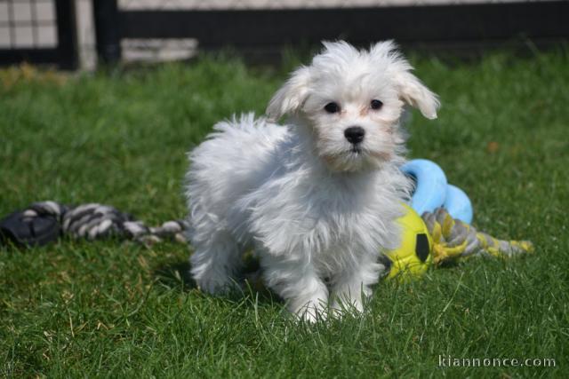 Adorable chiot bichon maltais femelle à donner