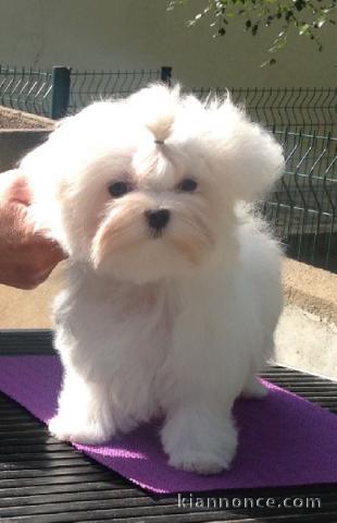 Adorable chiot bichon maltais femelle à donner