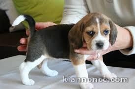 Magnifique et adorable chiot beagle