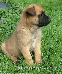 Magnifique et adorable chiot berger belge