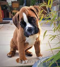 Magnifique et adorable chiot boxer