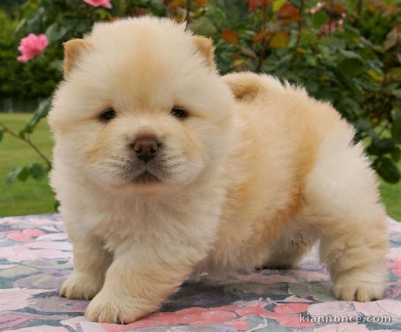 Magnifique et adorable chiot chow-chow 