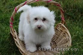 Magnifique et adorable chiot coton de tulear 