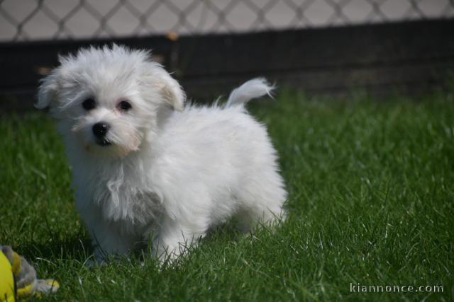 Donne chiot bichon maltais femelle