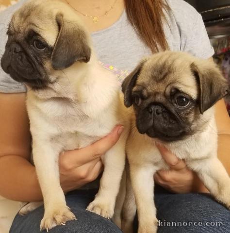 chiots carlin Superbe adorable