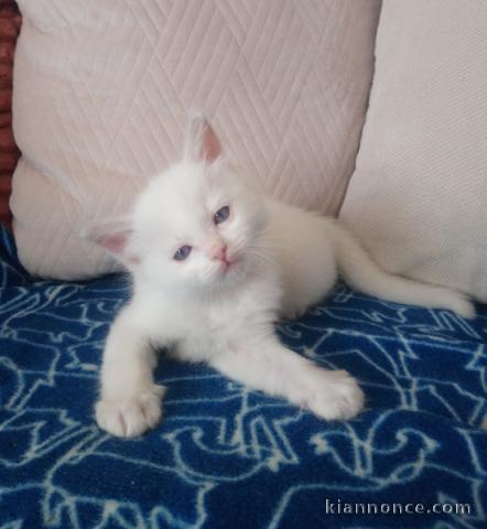 CHATONS RAGDOLL LOOF DISPO DE SUITE