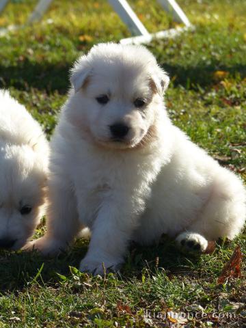 A donner chiot berger blanc suisse femelle