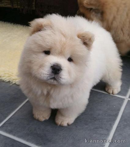 chiot chow chow a donner