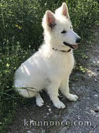 berger blanc suisse a donner