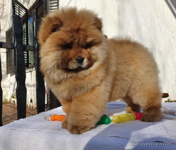 Adorables chiots de race chow-chow disponibles de suite