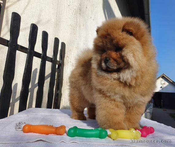 Adorables chiots de race chow-chow disponibles de suite