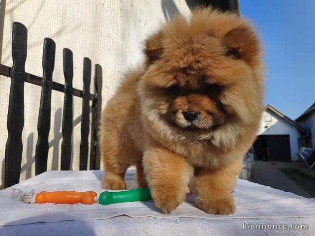 Adorables chiots de race chow-chow disponibles de suite