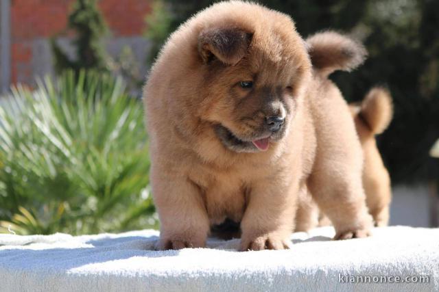 Adorables chiots de race chow-chow disponibles de suite